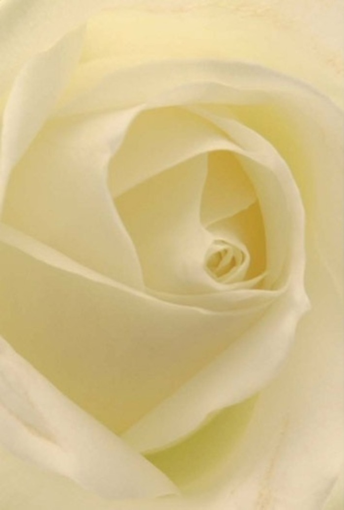 From this close angle, the classic white rose appears illuminated from within, its creamy, layered petals whispering stories of tranquility and sophisticated design-the hallmarks of Yiewsley's devoted florists. The interplay between light and shadow bathes the flower in a soft radiance, each delicate fold blending seamlessly into the next, evoking morning mists rising over Little Britain Lake. The rose's spiraled core, close to perfect, embodies purity and understated resilience, suggesting both tradition and fresh beginnings. Ideal for elegant wedding centrepieces, apologies from the heart, or marking memorable moments, this bloom's gentle beauty is heightened by hints of subtle fragrance-a clean, calming aroma that soothes the senses. The arrangement's natural grace is further elevated by expert composition, with every nuance in shade and contour designed to convey sincerity and comfort. This rose, delivered across Yiewsley with care and artistry, becomes a symbol of thoughtful connection, always appropriate for life's most significant occasions.